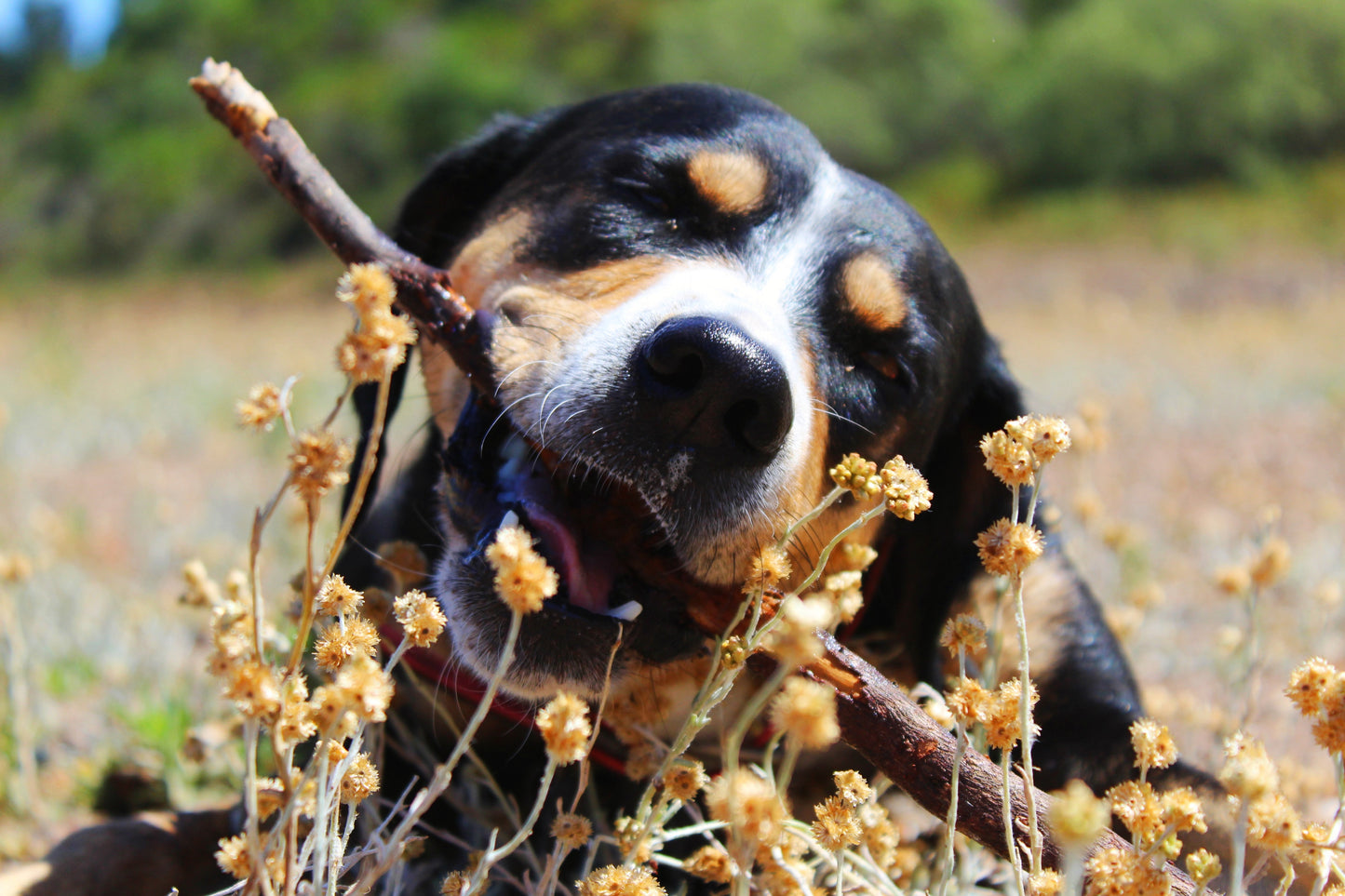 Full Spectrum CBD Pet Tincture